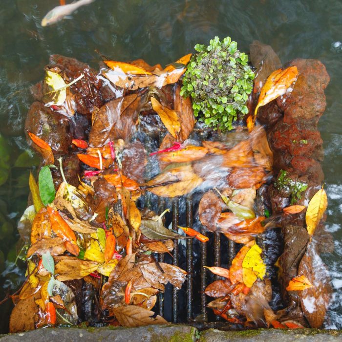 Autumn leaves image