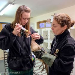 Vale Wildlife Hospital image