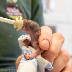 Vale Wildlife Hospital image