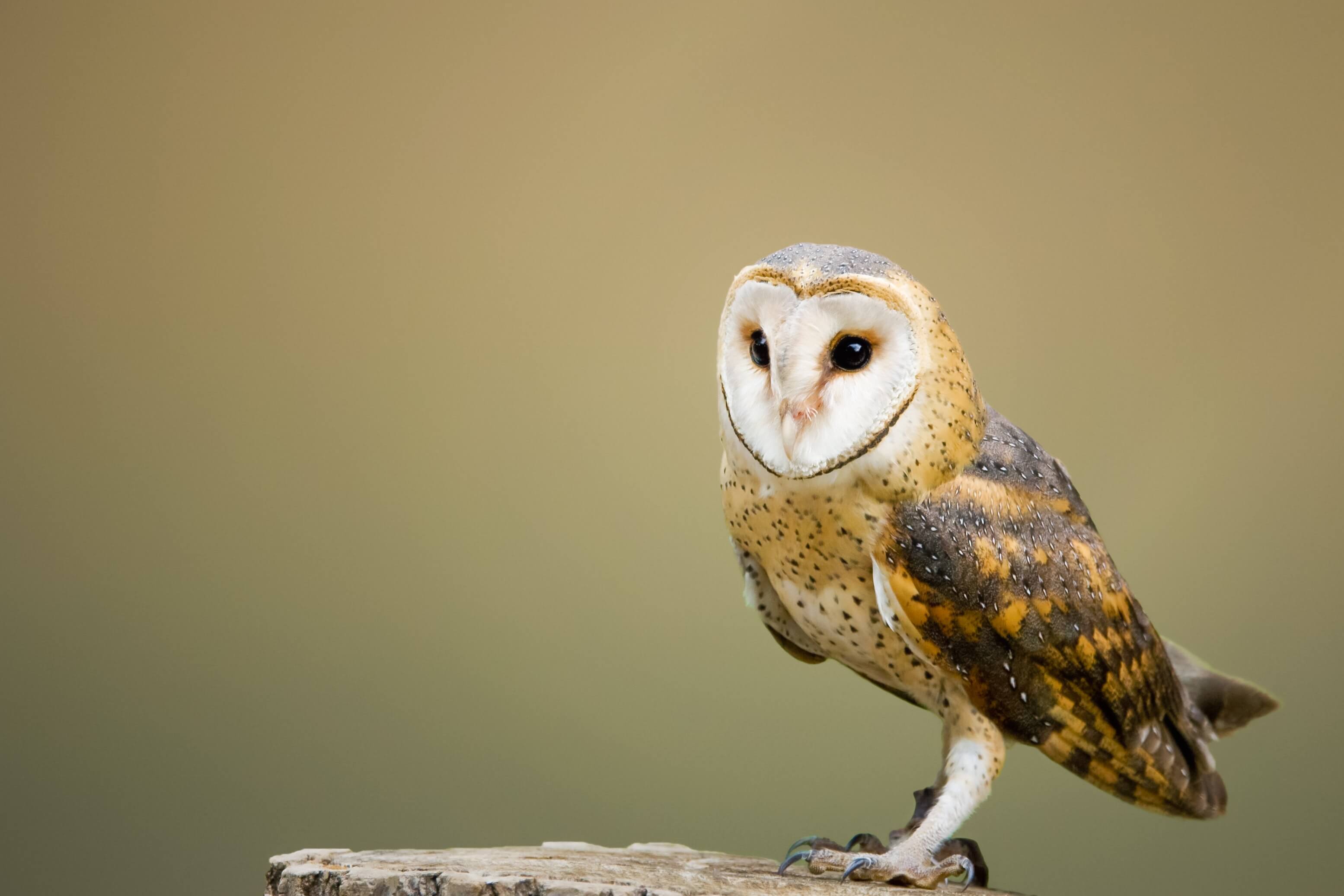 Lansdown Giving The Barn Owl Centre Lansdown