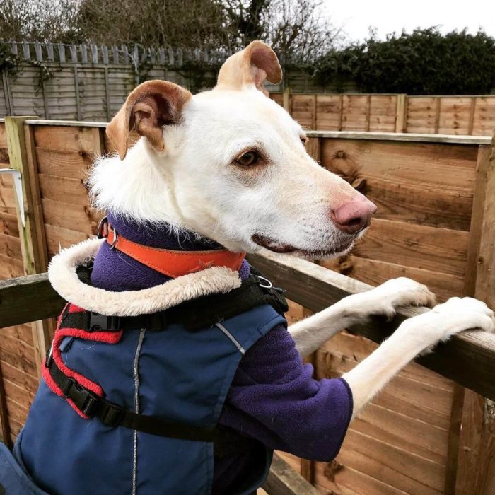 Cheltenham Animal Shelter image